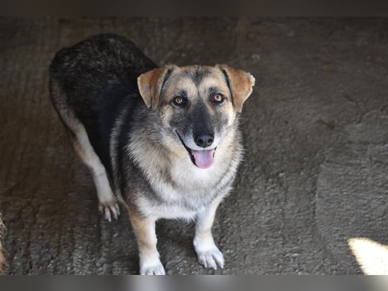 Freundliche Hündin Dee sucht Familie  