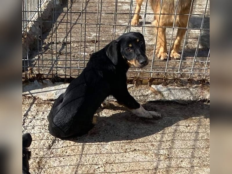 Der ängstliche Skittles sucht ein Zuhause oder eine Pflegestelle!