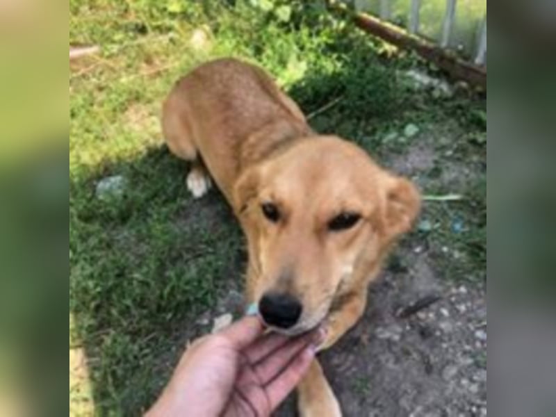 Die noch unsichere Amber sucht ein Zuhause oder eine Pflegestelle!