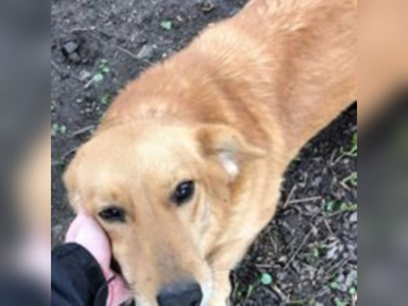 Die noch unsichere Amber sucht ein Zuhause oder eine Pflegestelle!