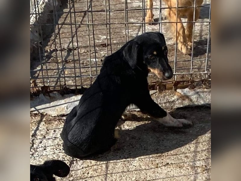 Der ängstliche Skittles sucht ein Zuhause oder eine Pflegestelle!