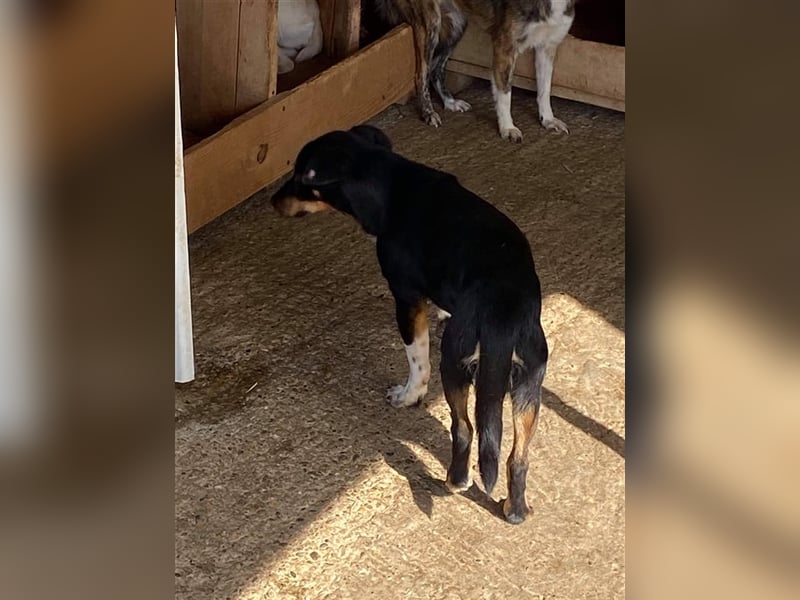 Der ängstliche Skittles sucht ein Zuhause oder eine Pflegestelle!