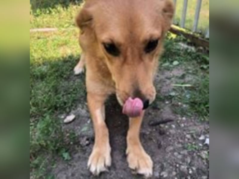 Die noch unsichere Amber sucht ein Zuhause oder eine Pflegestelle!