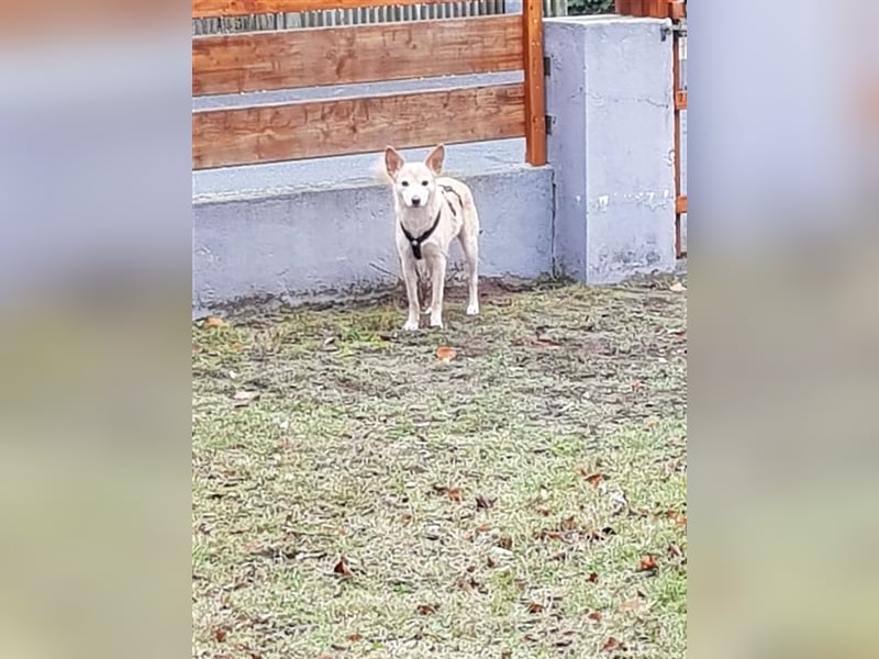 Hündin Funny sucht eine Familie