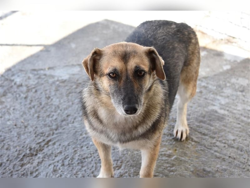 Freundliche Hündin Dee sucht Familie  