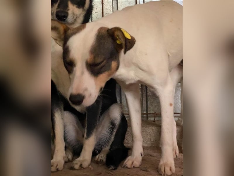 Angsthündin Emma sucht Zuhause 