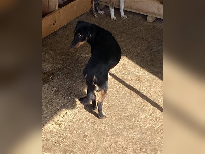 Der ängstliche Skittles sucht ein Zuhause oder eine Pflegestelle!