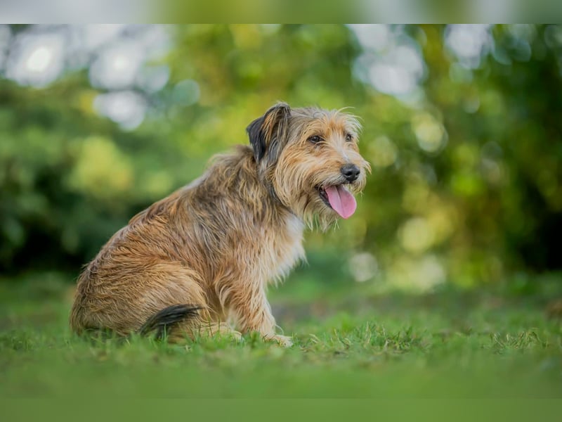 Ferdinand - fröhlicher Hundejunge