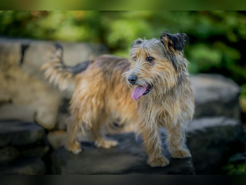 Ferdinand - fröhlicher Hundejunge