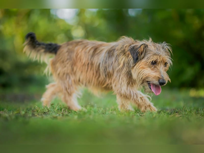 Ferdinand - fröhlicher Hundejunge