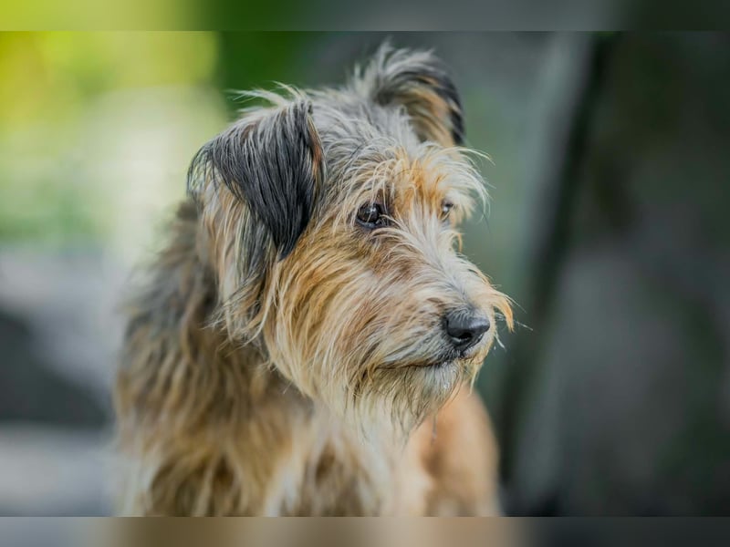 Ferdinand - fröhlicher Hundejunge