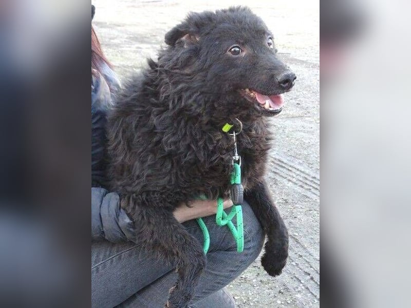 BLACKY 3 ist ein Goldschatz