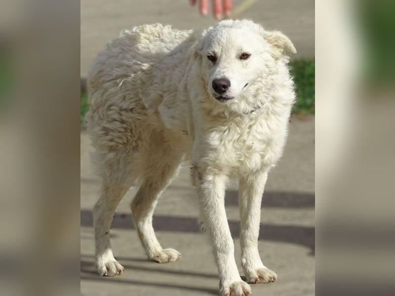 LENNIE -wer rettet ihn?