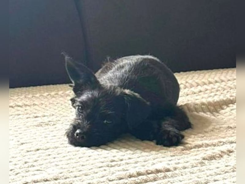 LILI - kleines Hundekind auf der Suche nach dem großen Glück