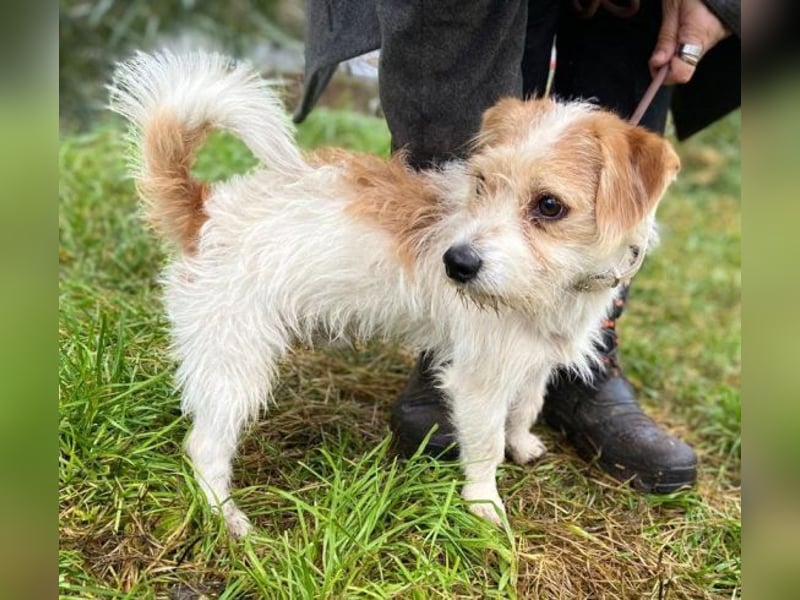 JOEY 2 wünscht sich sehnlichst ein Zuhause JOEY 2 wünscht sich sehnlichst ein Zuhause