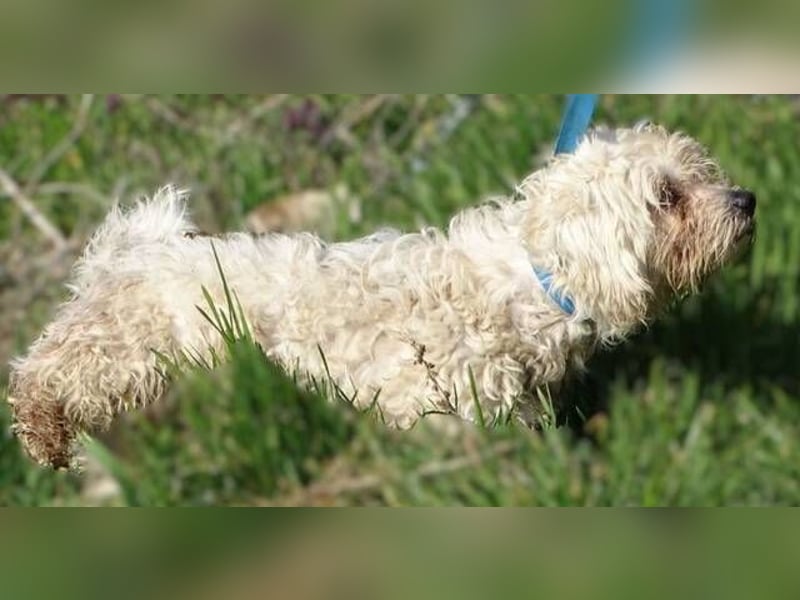 MIKE , wer hilft uns den kleinen zu retten?