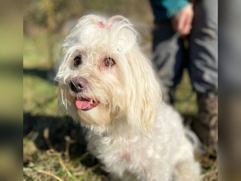 PEGGY 2 kleines Wuschelchen