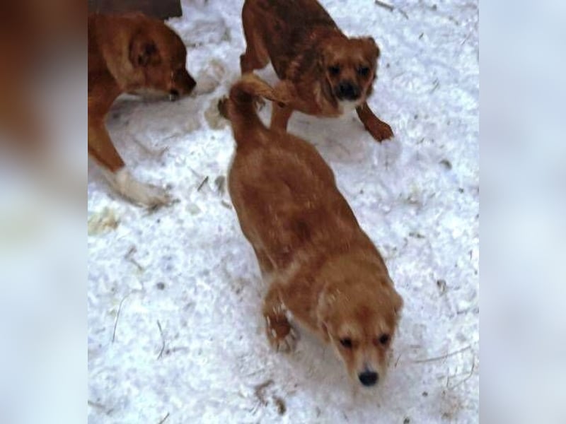 ANGELO braucht ein warmes Körbchen