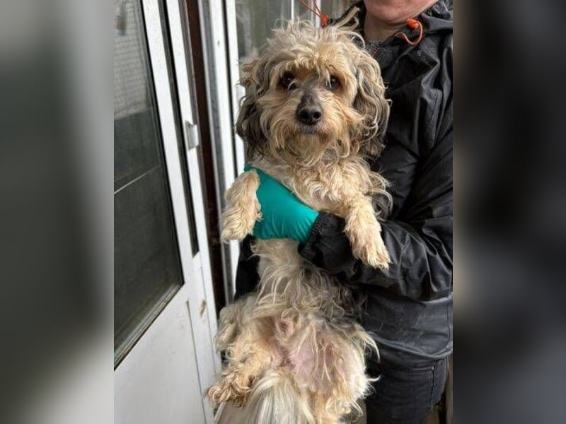 PAULCHEN hat Angst um sein Leben