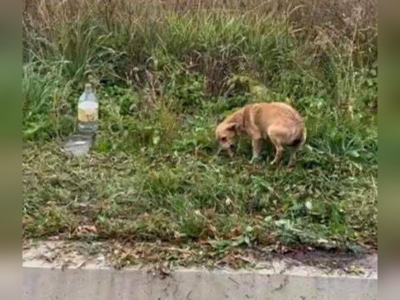 CINDY musste sich ohne Hilfe durchschlagen