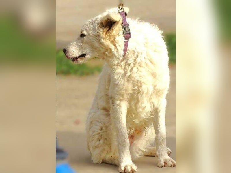 LENNIE -wer rettet ihn?