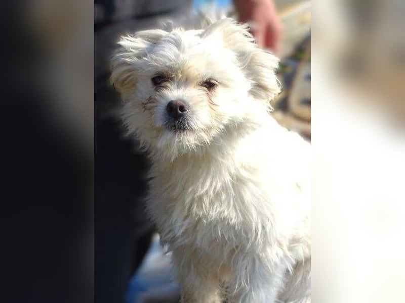 MIMMI die kleine hat große Angst