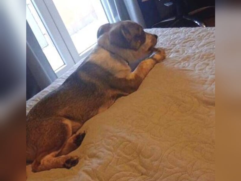 HUGO wurde allein zurück gelassen