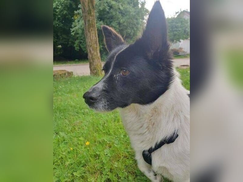HOSHI hofft auf ein liebevolles Zuhause