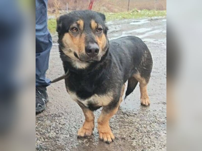 MAVIS braucht dringend Hilfe