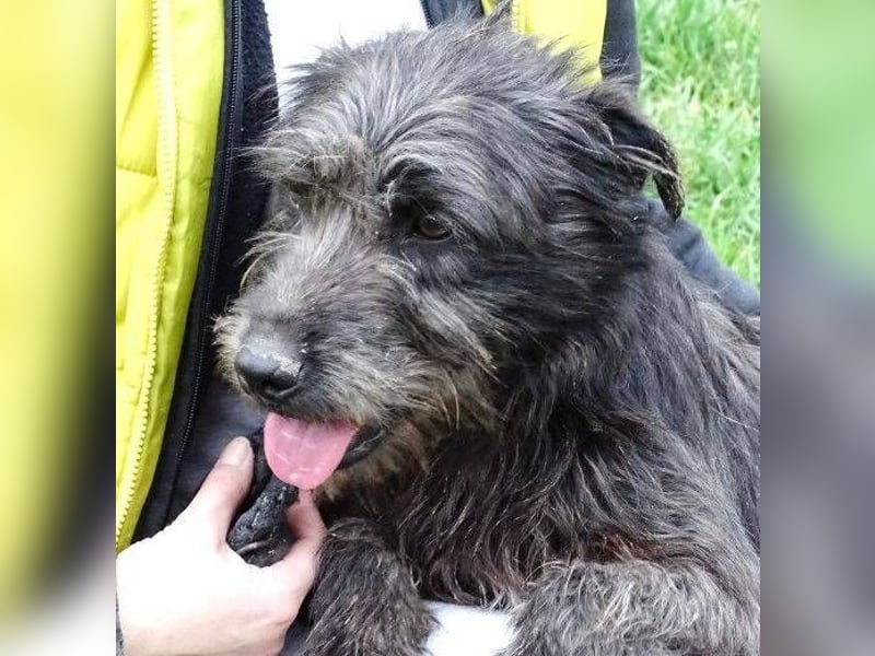 RONNIE fürchtet um sein Leben