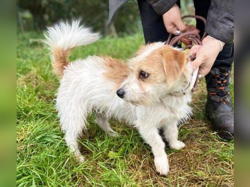 JOEY 2 wünscht sich sehnlichst ein Zuhause JOEY 2 wünscht sich sehnlichst ein Zuhause