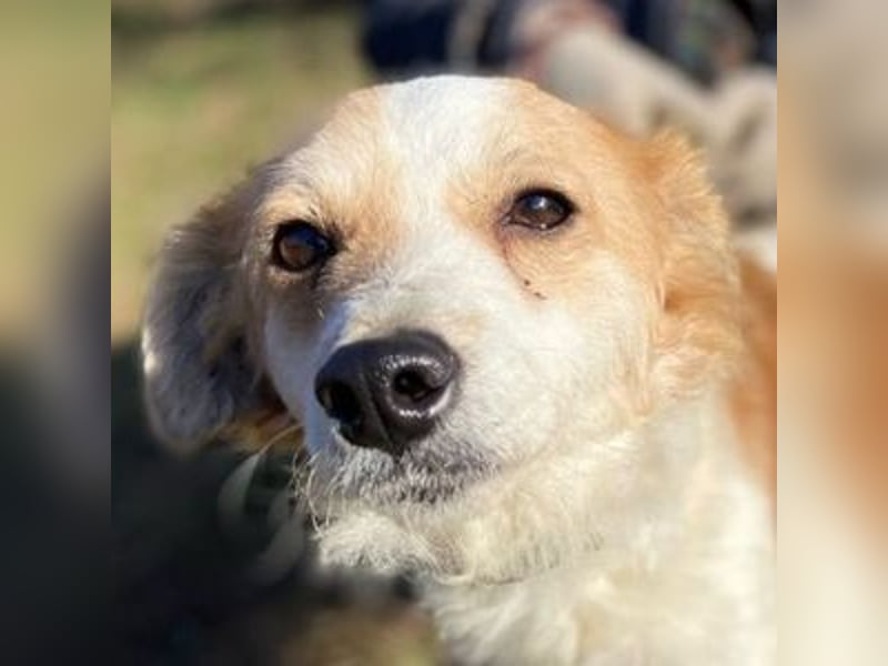 ALEXA sucht nach Liebe 