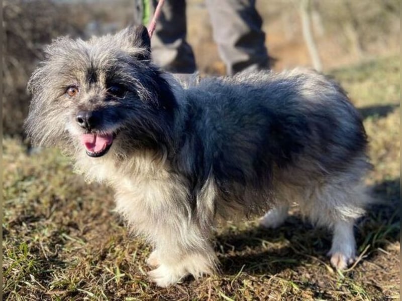 BANDY musste an der Kette leiden