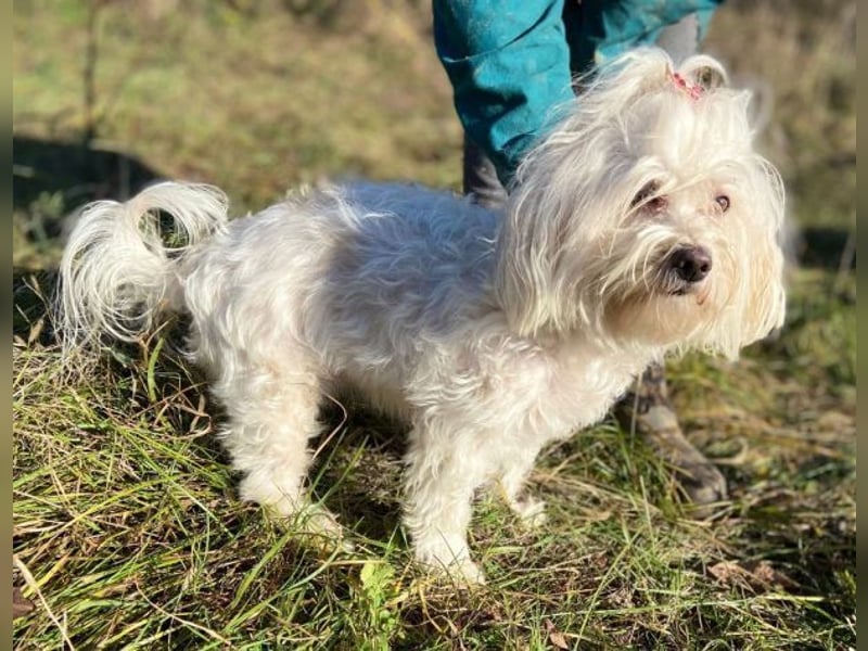 PEGGY 2 kleines Wuschelchen