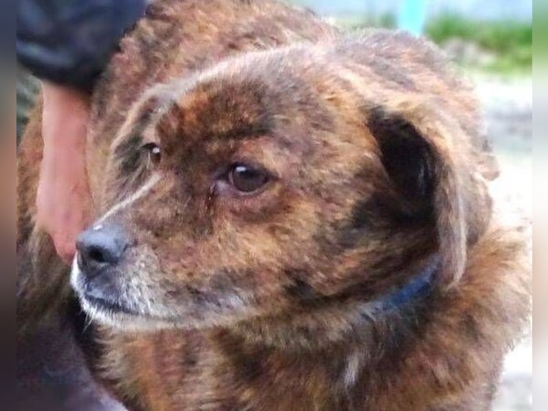 HOLLY ist zuckersüß und lieb