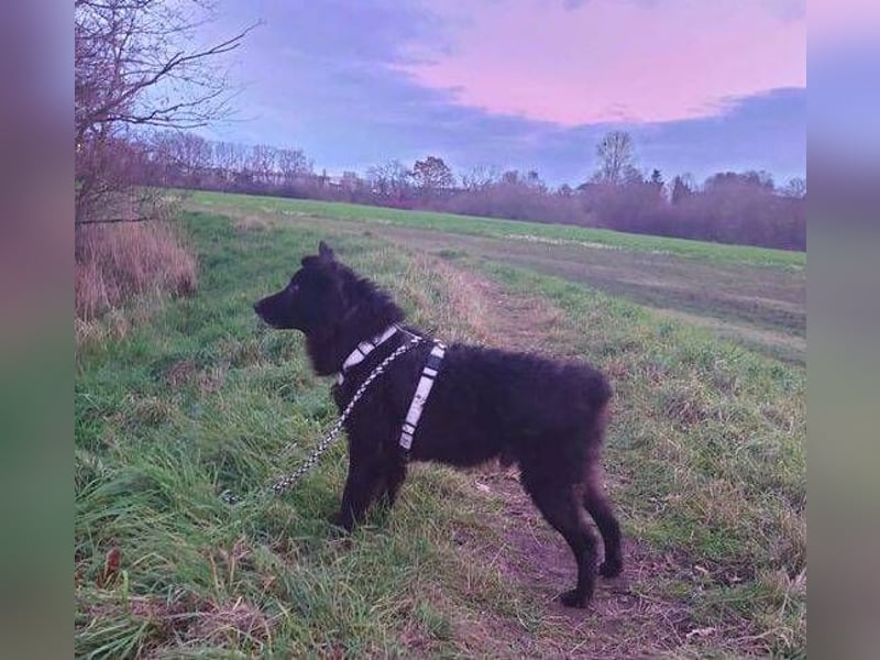 BLACKY 3 ist ein Goldschatz