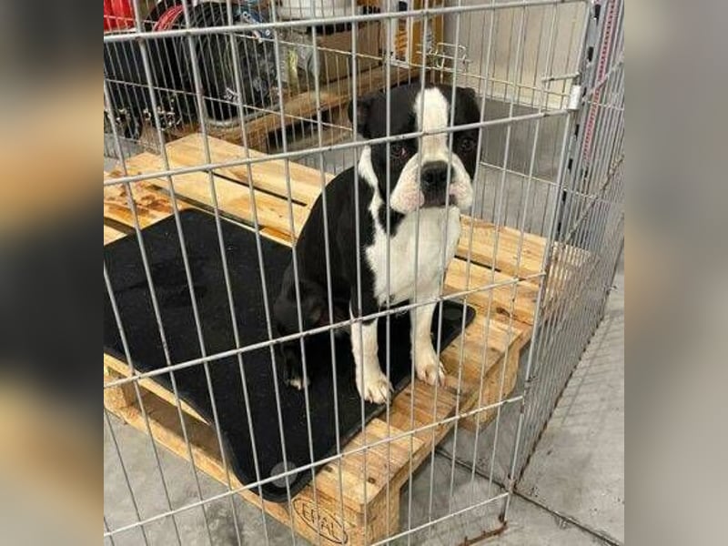 BINGO irrte einsam und verlassen umher