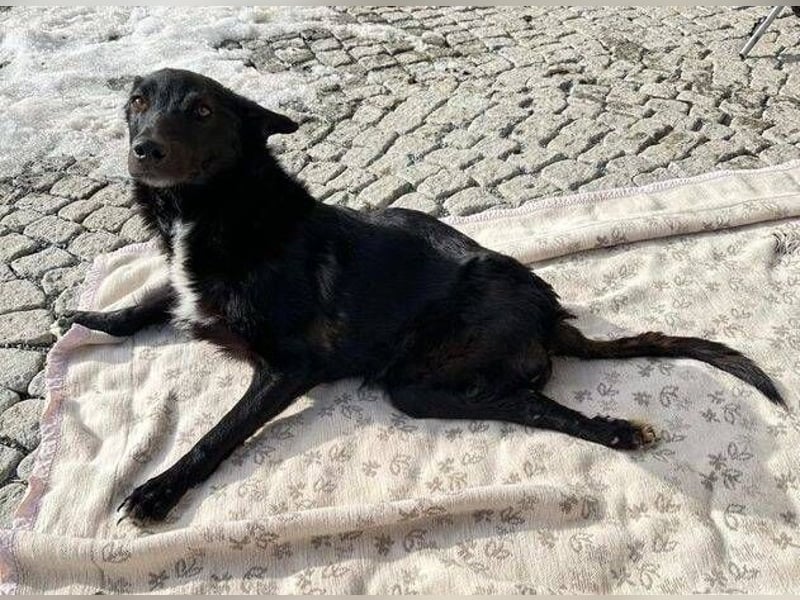 ENA wurde schwer verletzt liegen gelassen