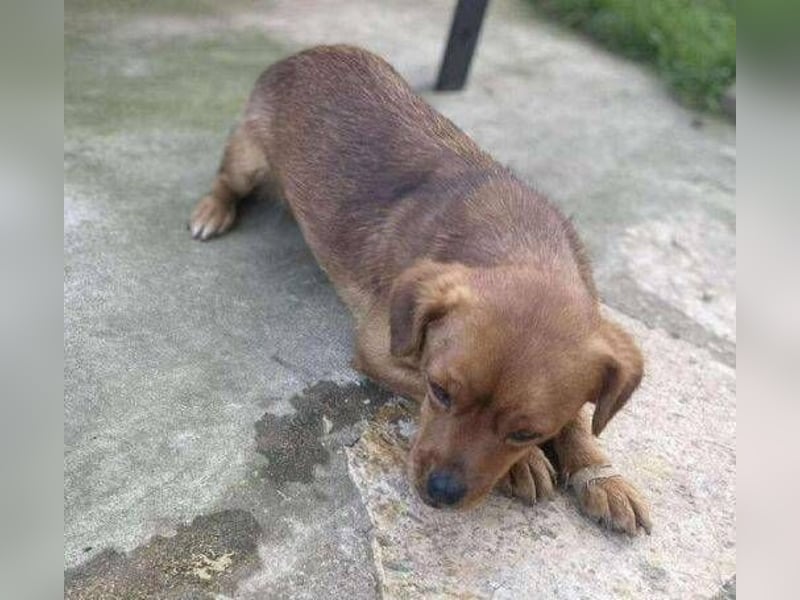 ELLIE ,winziges Hündchen braucht Hilfe