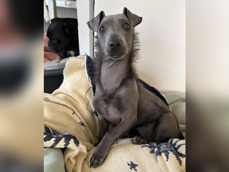 CONNIE ein Hundekind sucht seine Menschen
