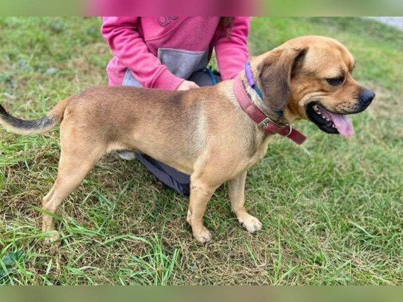 ROCCO irrte hungrig umher ROCCO irrte hungrig umher