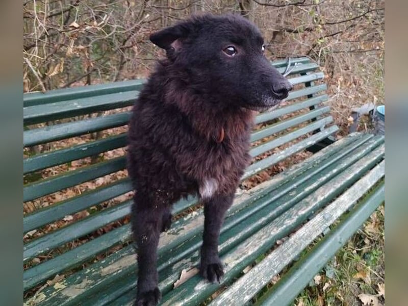 BLACKY 3 ist ein Goldschatz