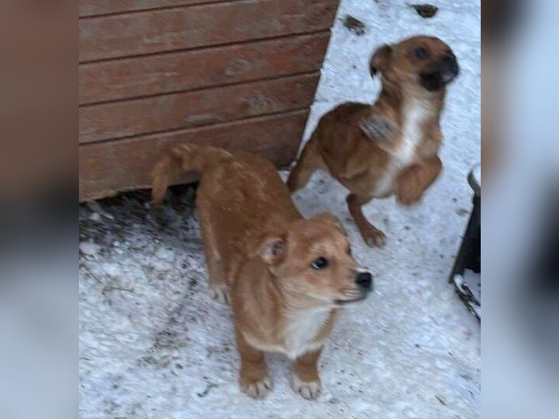 ANGELO braucht ein warmes Körbchen