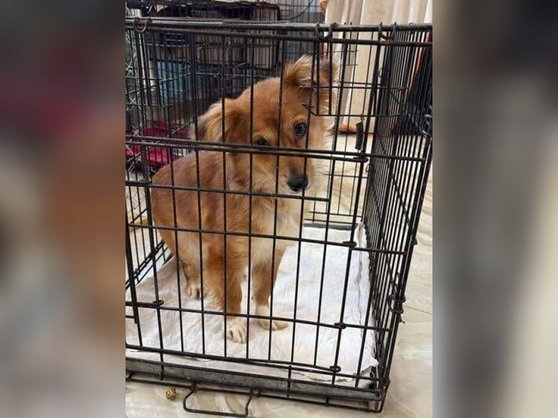 TESSY schwebt in Lebensgefahr