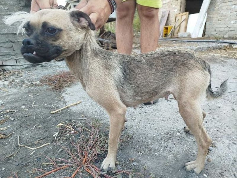 LUNA, das liebe Mädel schwebt in großer Gefahr