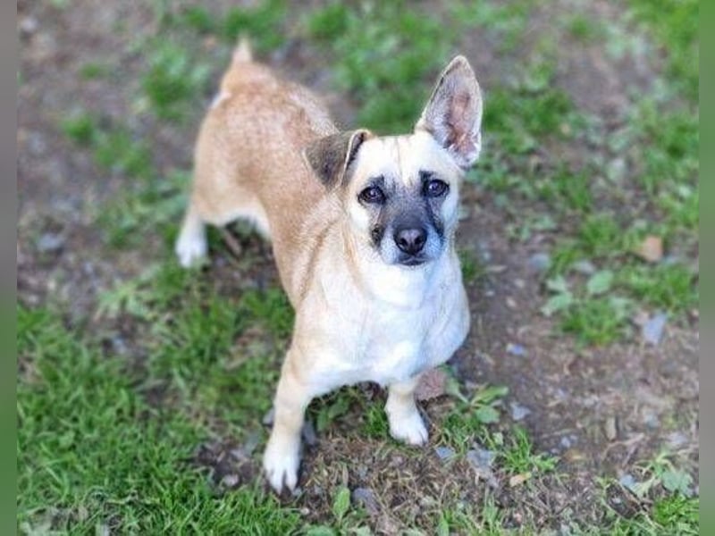 REXINA Mini-Mäuschen REXINA Mini-Mäuschen