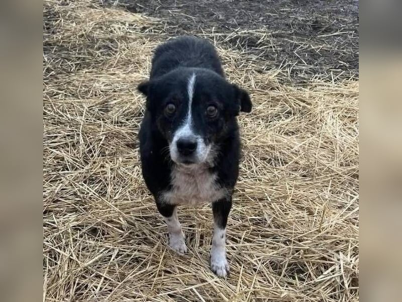 PANDA wünscht sich sehnlichst ein Zuhause