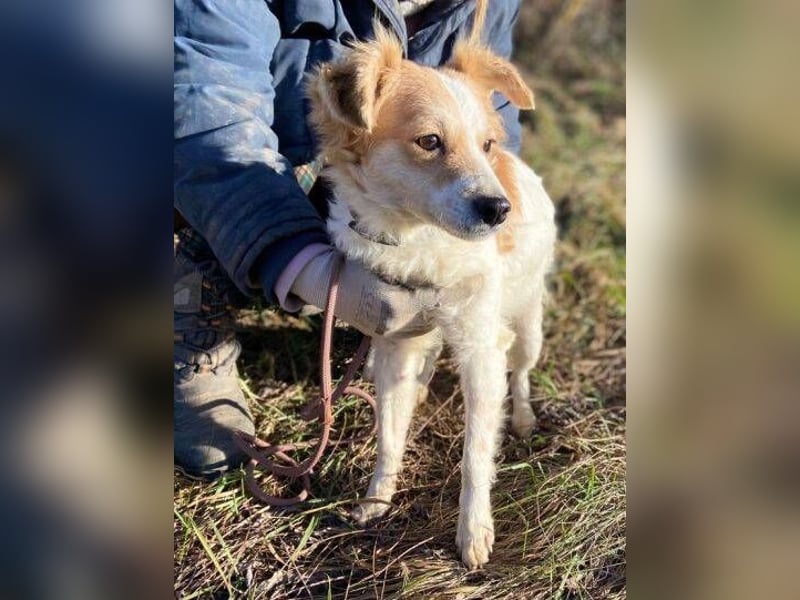 ALEXA sucht nach Liebe 