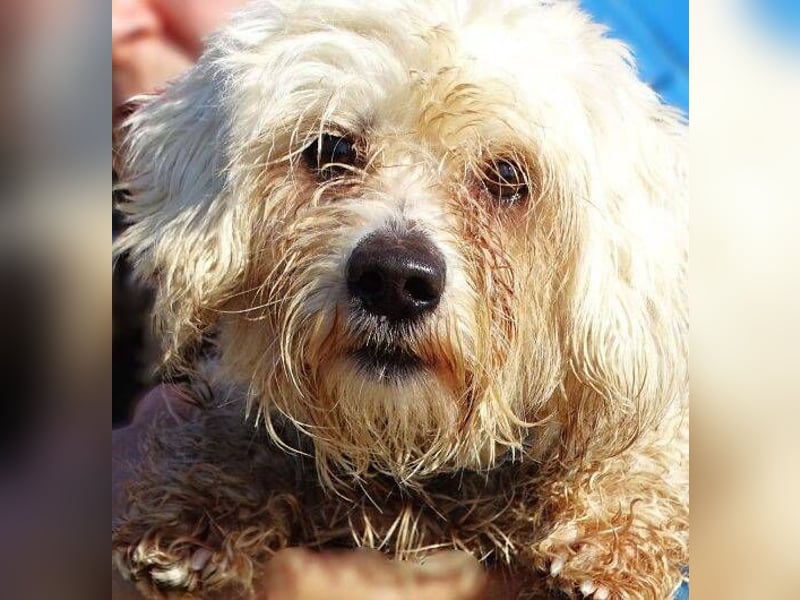 MIKE , wer hilft uns den kleinen zu retten?