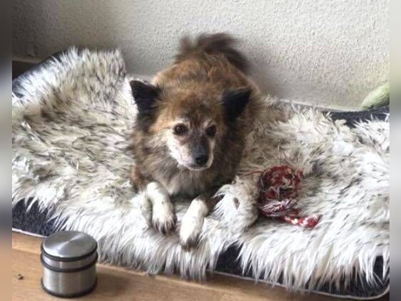 JULE  sucht ihre Familie